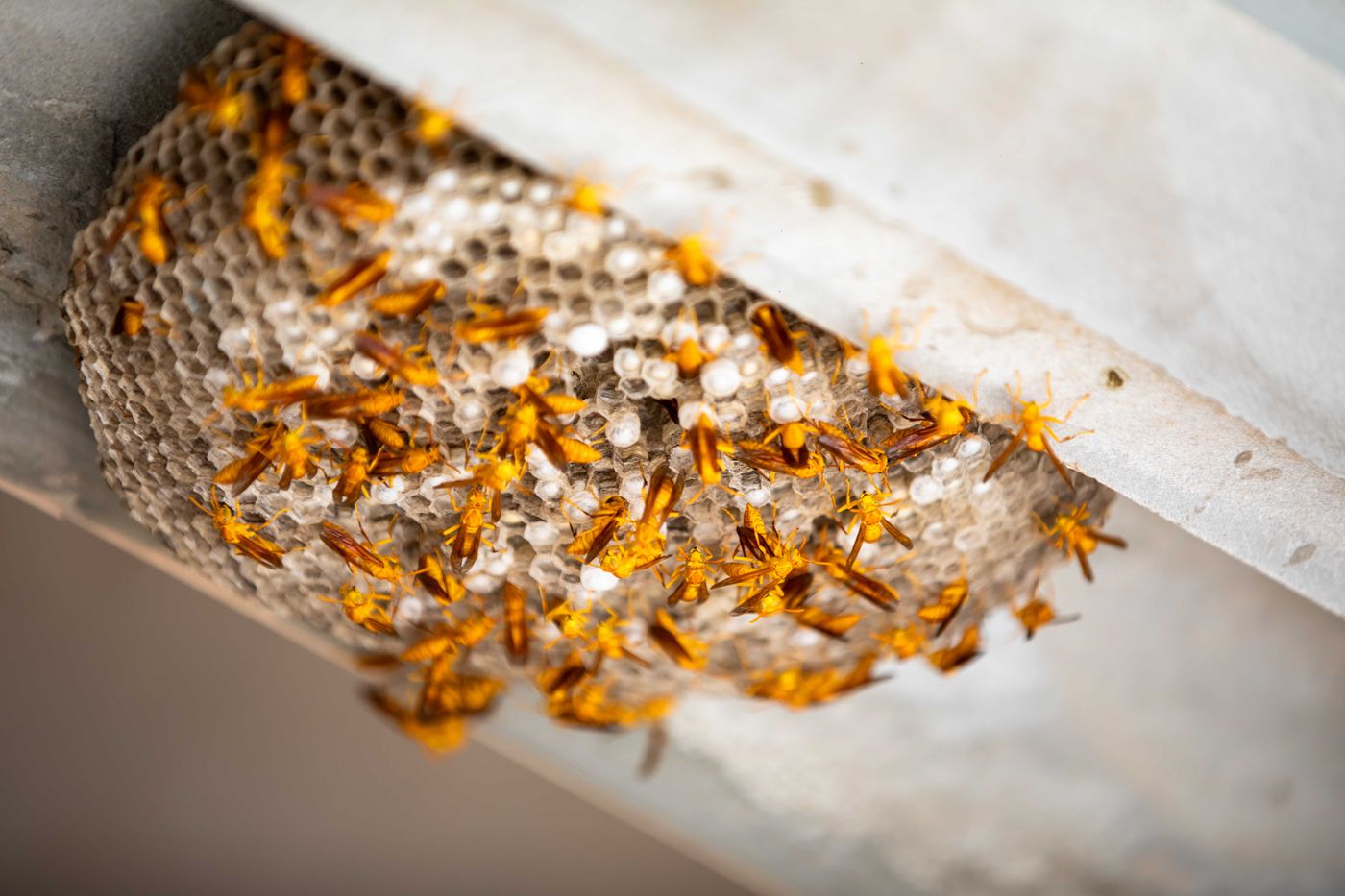 Paper wasps clustered on an open-celled nest under a concrete ledge